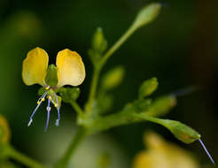 Image of Aneilema johnstonii K. Schum.