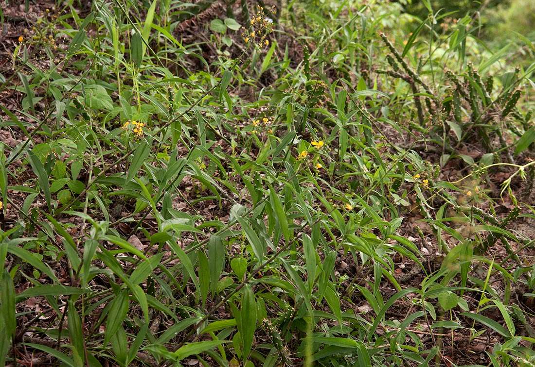 Image of Aneilema johnstonii K. Schum.