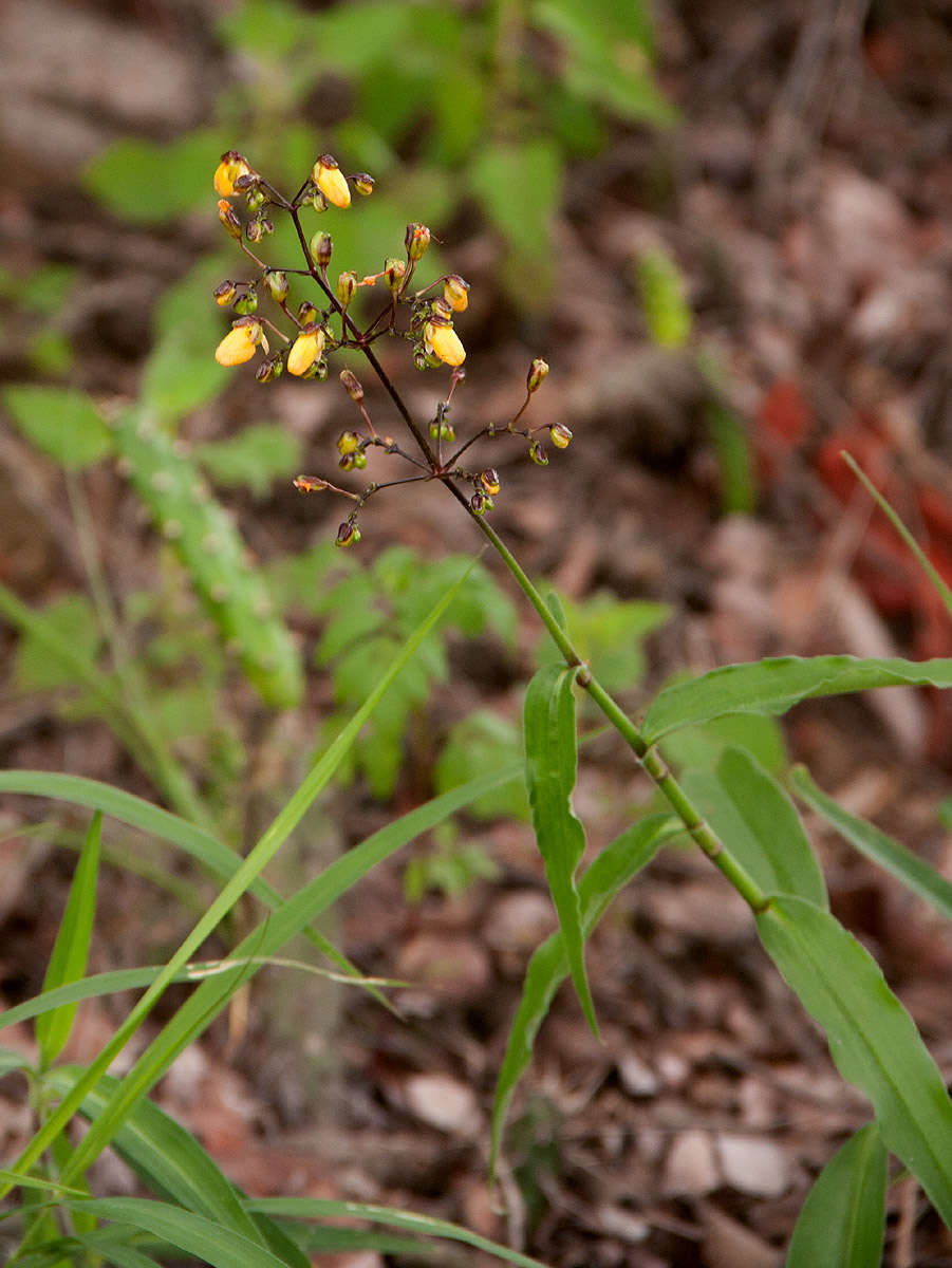 Image of Aneilema johnstonii K. Schum.