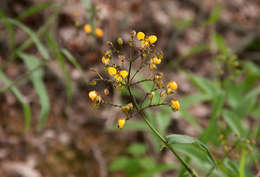 Image of Aneilema johnstonii K. Schum.