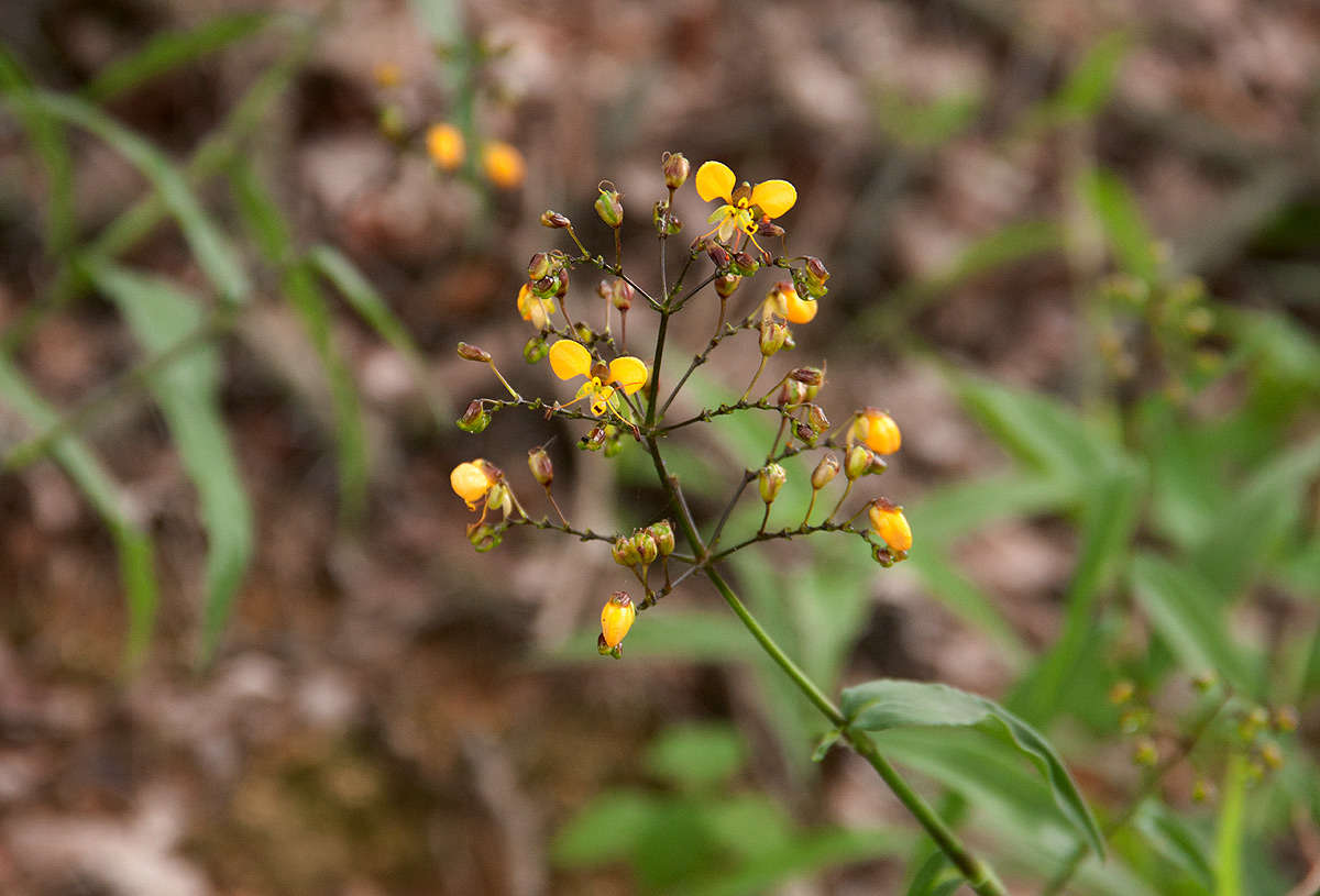 صورة Aneilema johnstonii K. Schum.