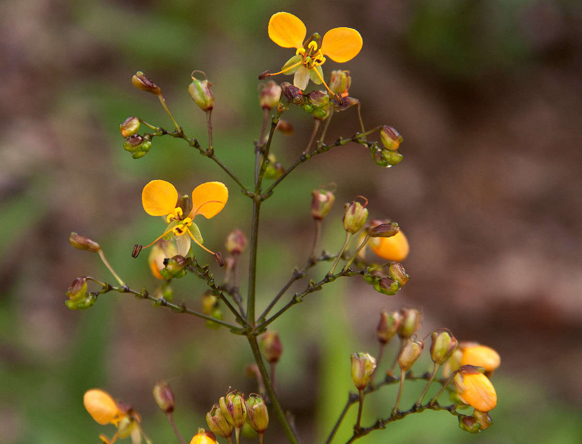 Image of Aneilema johnstonii K. Schum.