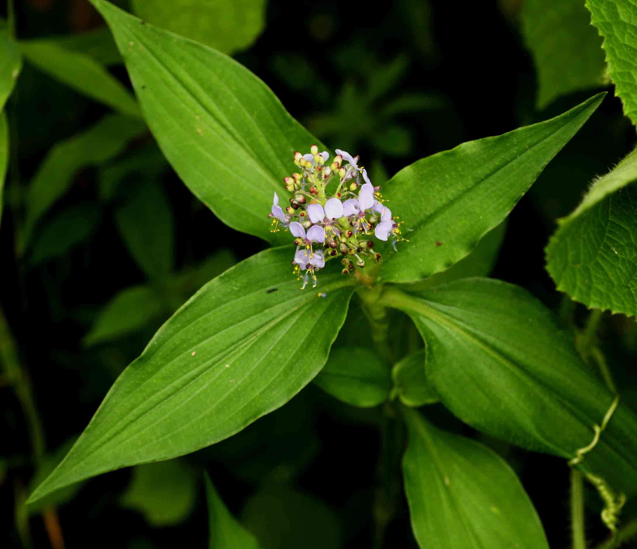 Image of Aneilema nicholsonii C. B. Clarke