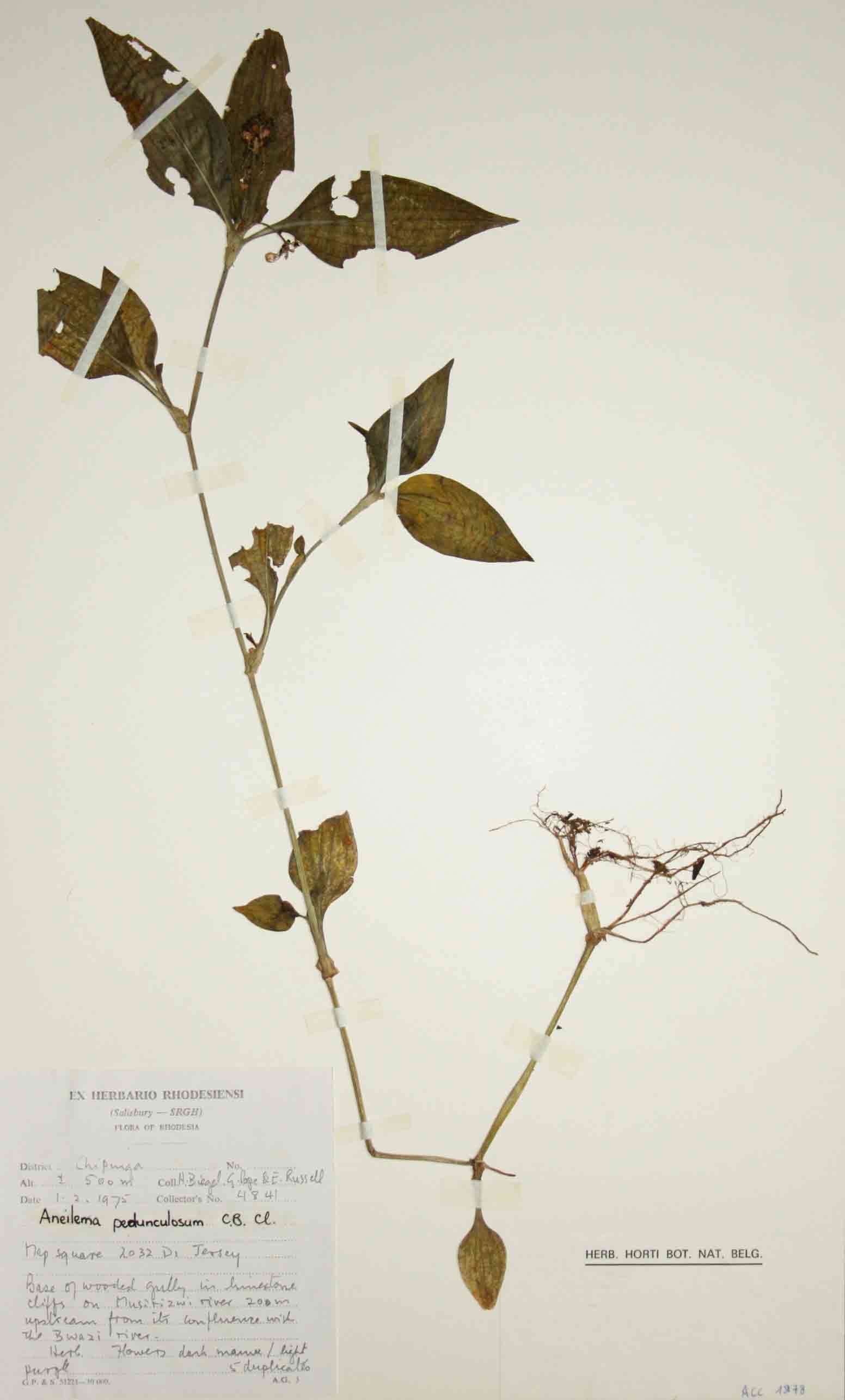 Image of Aneilema pedunculosum C. B. Clarke
