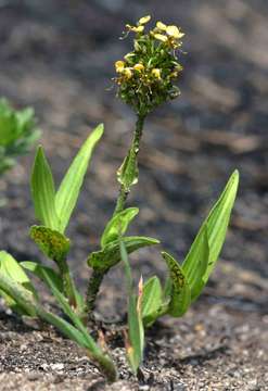 Image of Aneilema welwitschii C. B. Clarke