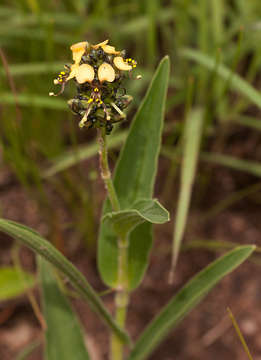 Image of Aneilema welwitschii C. B. Clarke