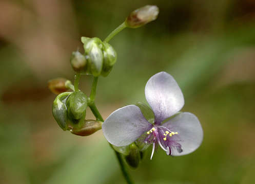 Image of murdannia