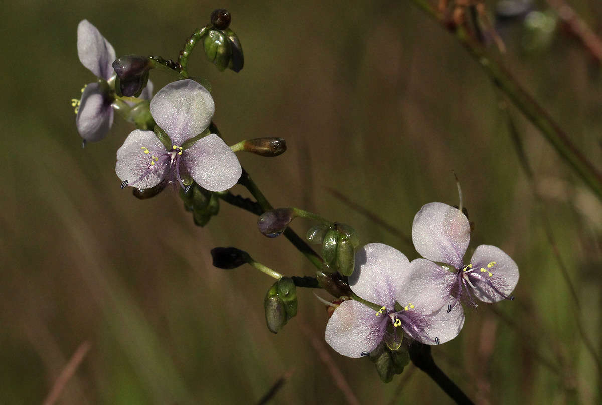 Image de Murdannia