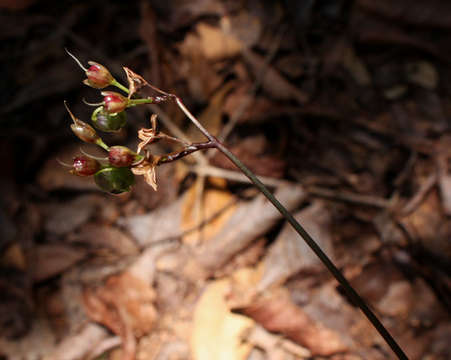 Image of murdannia