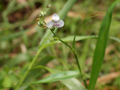 Image of murdannia