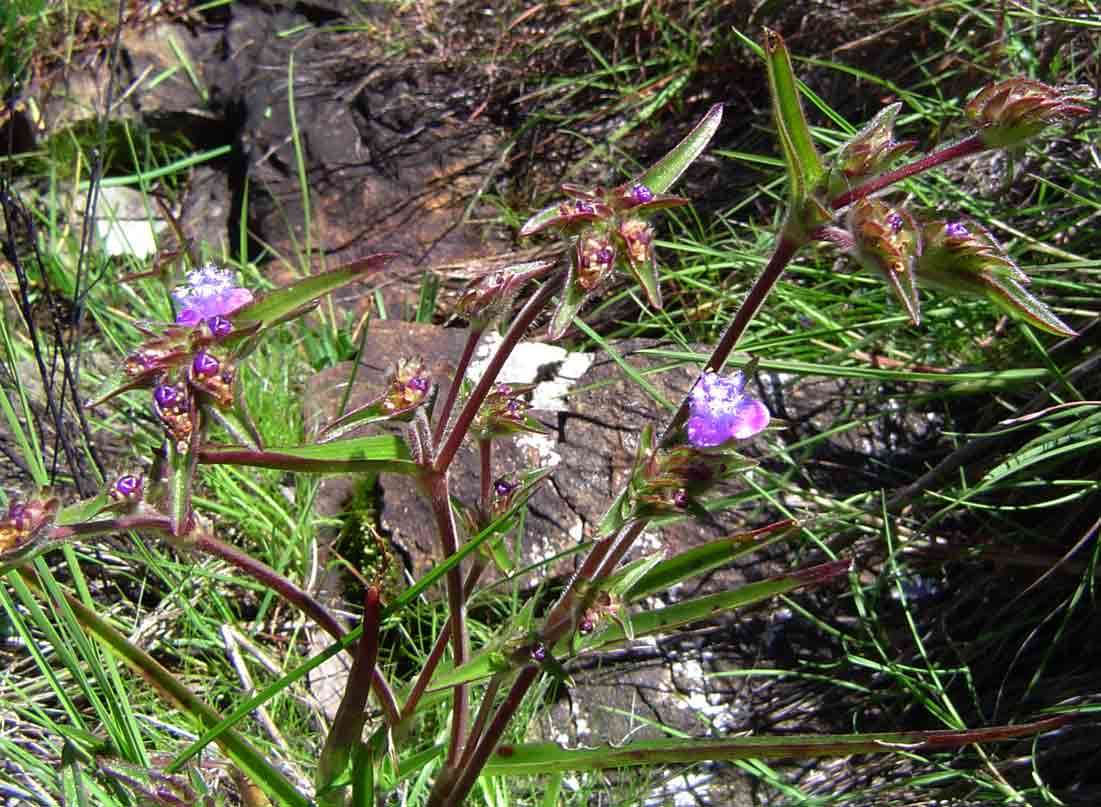 Image of Cyanotis