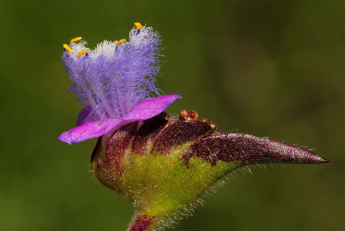 Image of Cyanotis