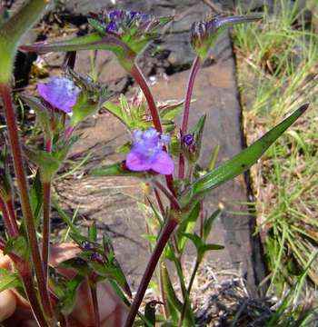 Image of Cyanotis