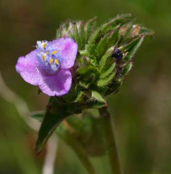 Image of Cyanotis