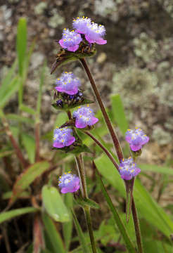 Image of Cyanotis