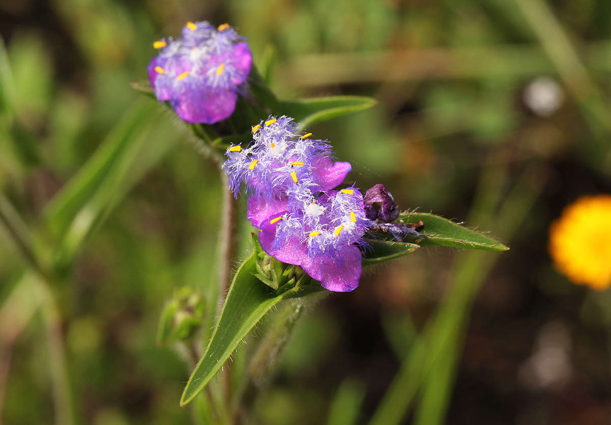 Image de Cyanotis