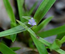 Image of Cyanotis lanata Benth.