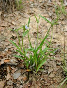 Image of Cyanotis longifolia Benth.