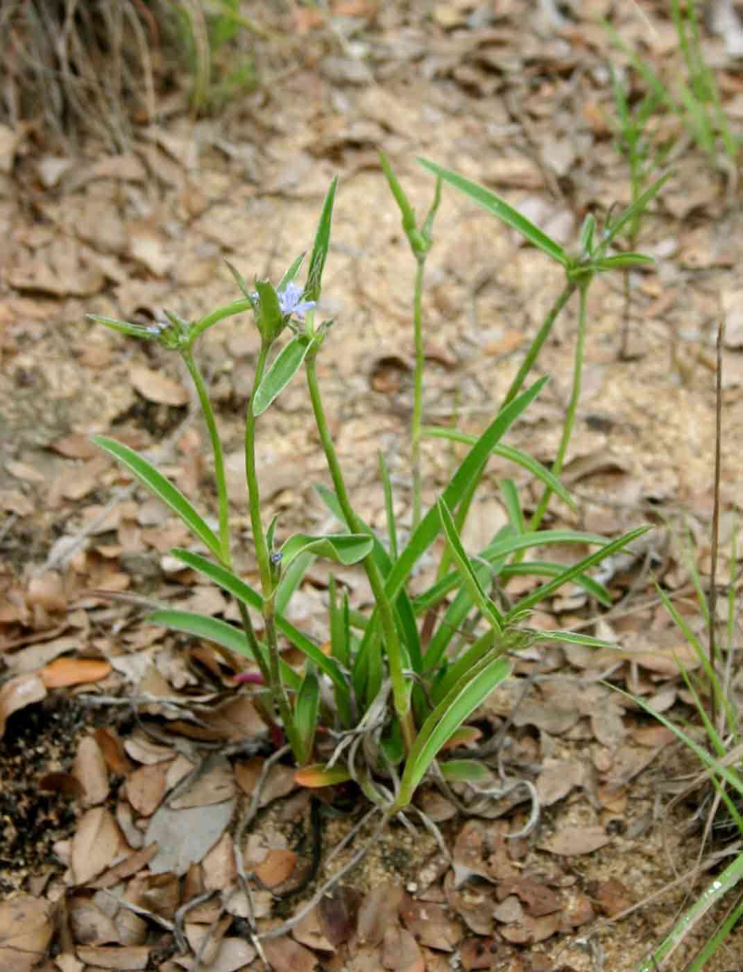 Image de Cyanotis longifolia Benth.