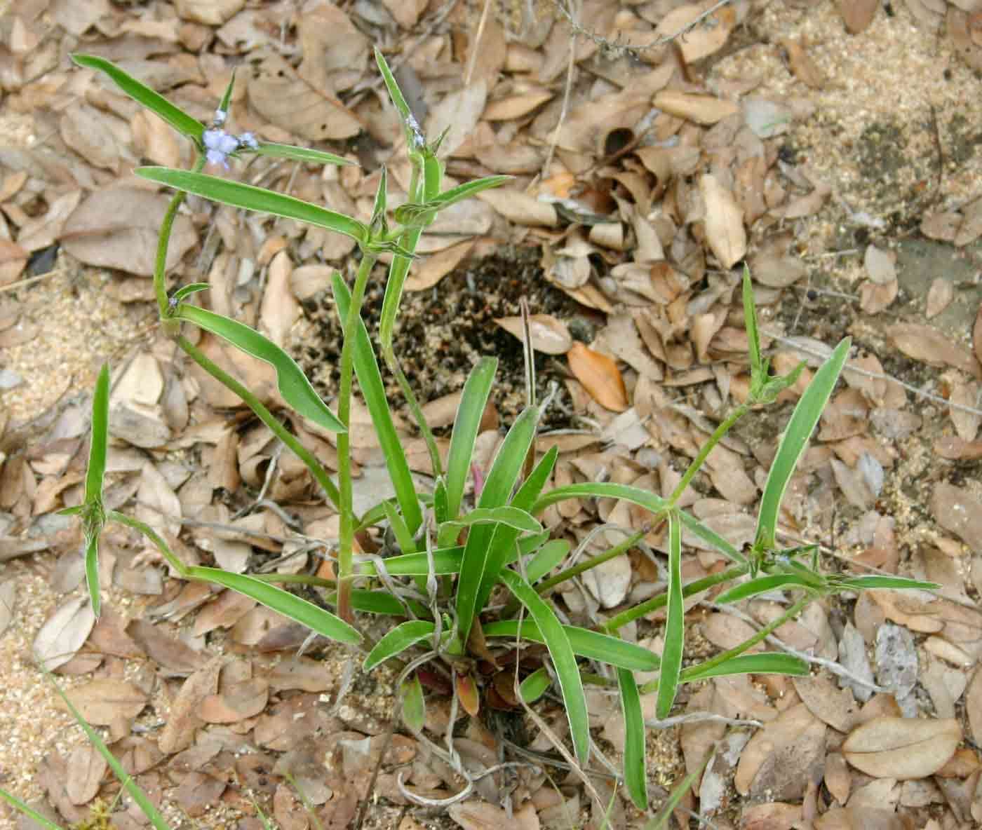 Image of Cyanotis longifolia Benth.