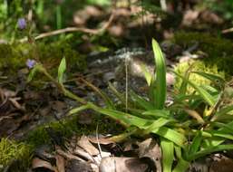 Image de Cyanotis speciosa (L. fil.) Hassk.