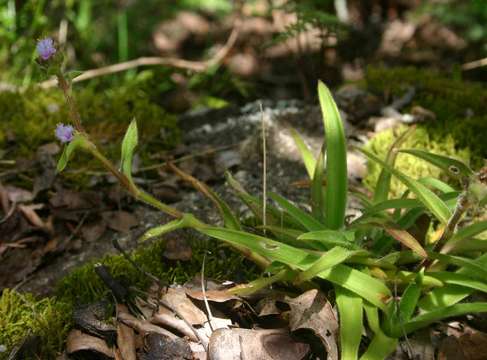 Cyanotis speciosa (L. fil.) Hassk.的圖片