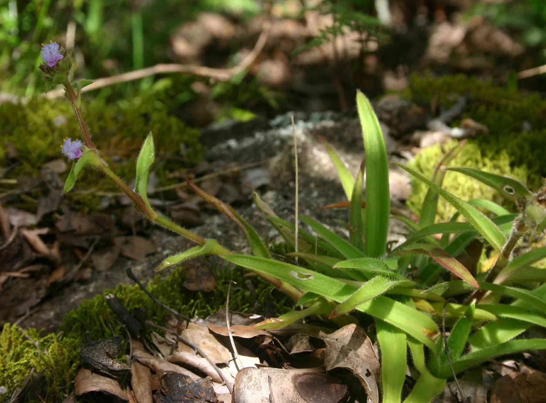 Image of Cyanotis speciosa (L. fil.) Hassk.