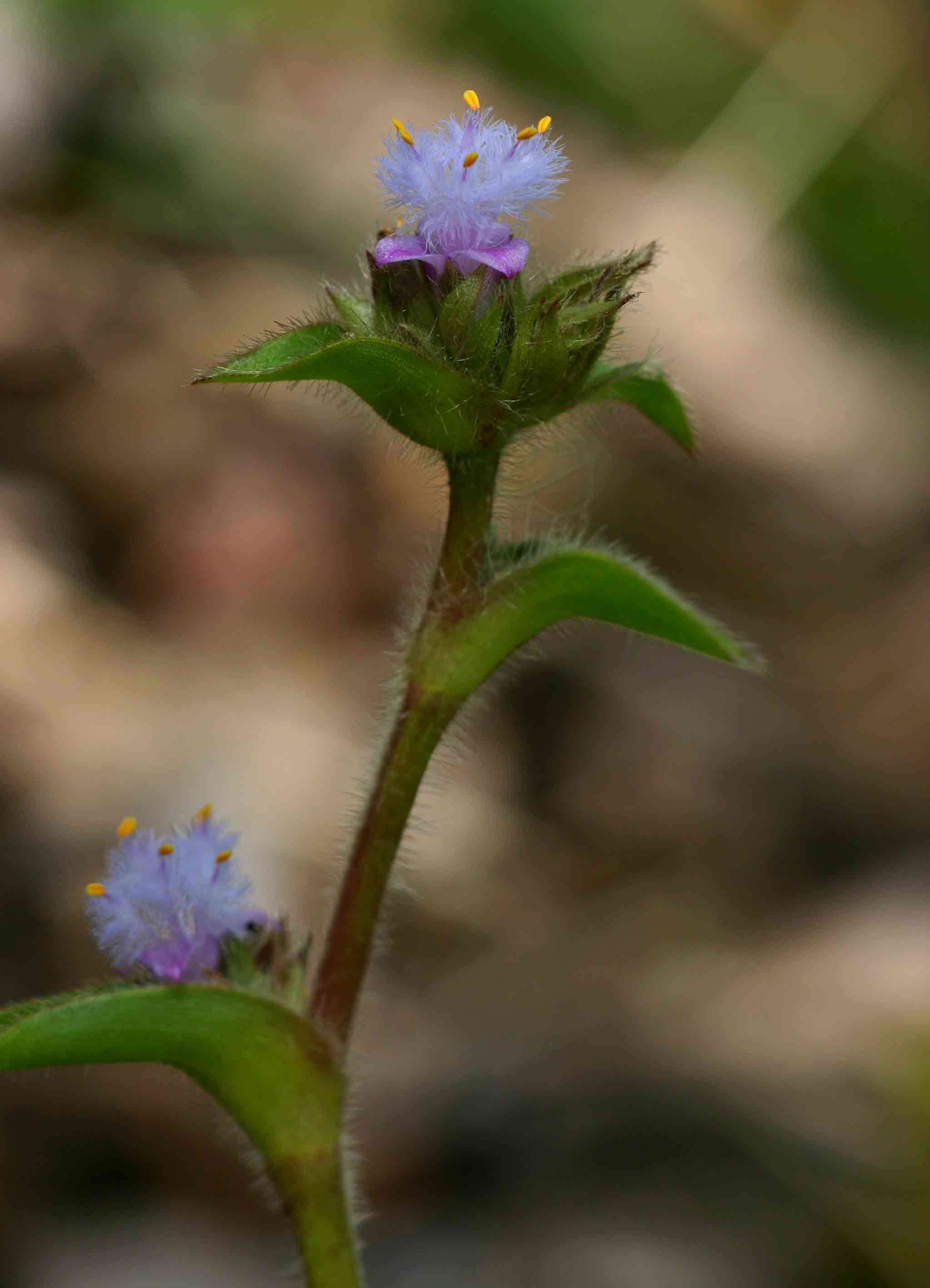 Image of Cyanotis speciosa (L. fil.) Hassk.