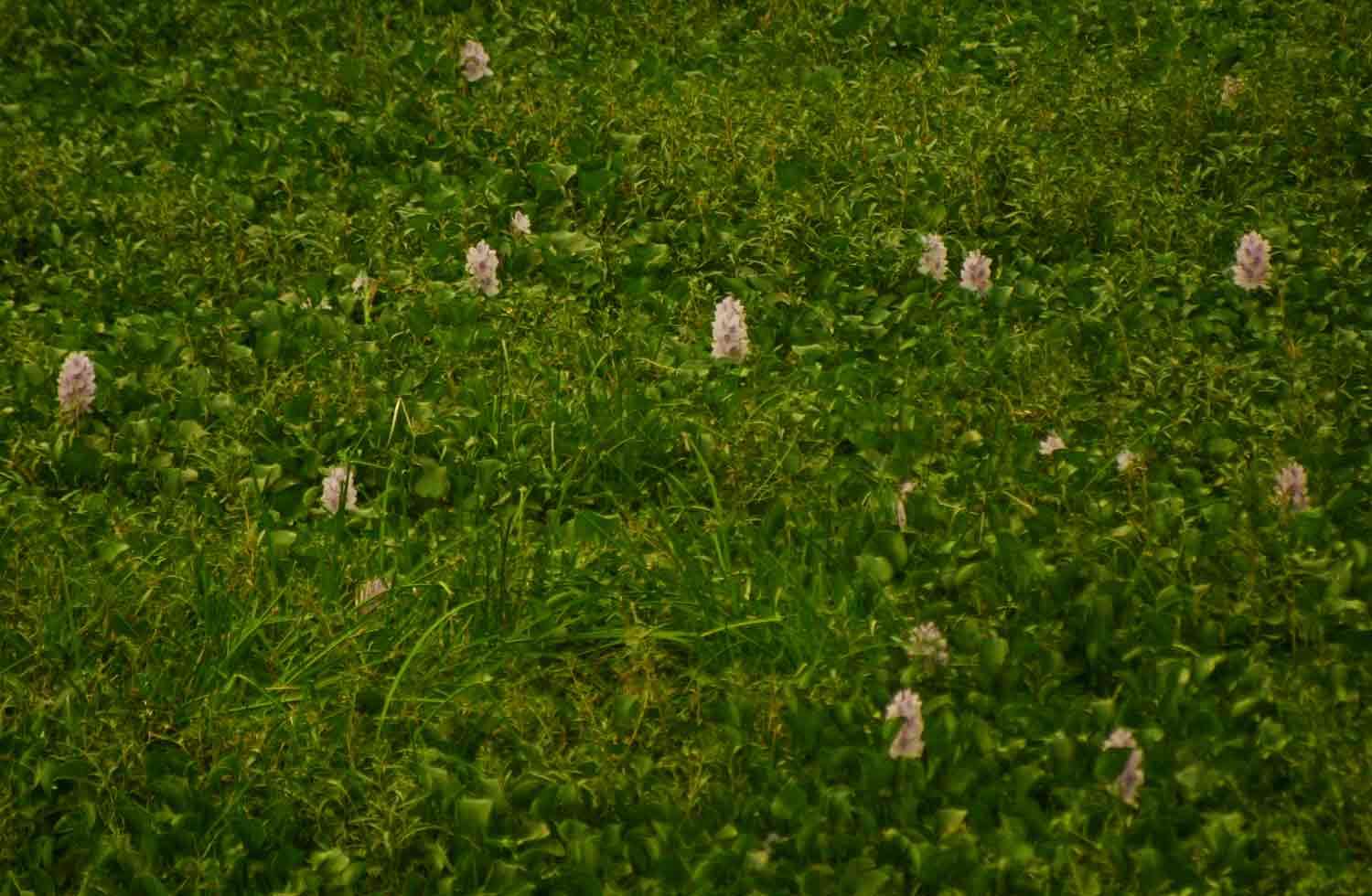 鳯眼藍屬的圖片