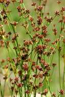 Слика од <i>Juncus oxycarpus</i> E. Mey. ex Kunth