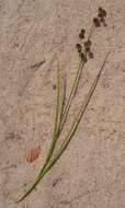 Image of <i>Juncus oxycarpus</i> E. Mey. ex Kunth