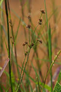 Слика од <i>Juncus oxycarpus</i> E. Mey. ex Kunth