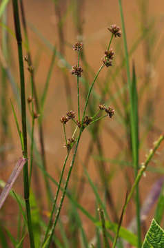 <i>Juncus oxycarpus</i> E. Mey. ex Kunth resmi