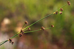 Слика од <i>Juncus oxycarpus</i> E. Mey. ex Kunth