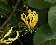 Image of flame lily