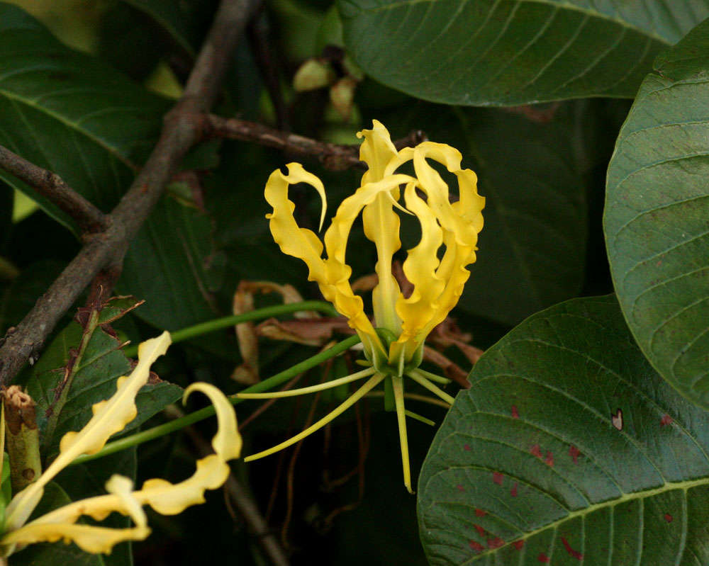 Image of flame lily