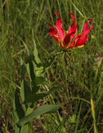 Image of flame lily