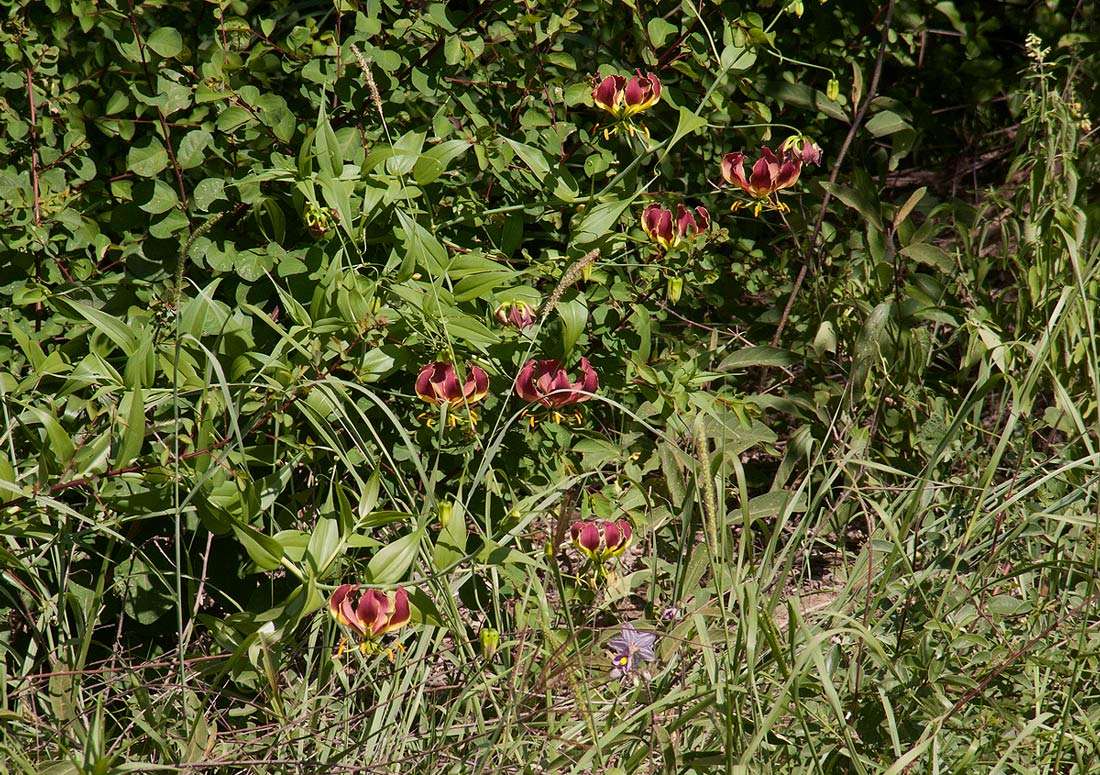 Image of flame lily