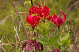 Image of flame lily