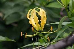 Image of flame lily