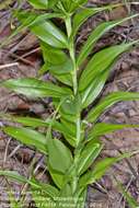 Image of flame lily