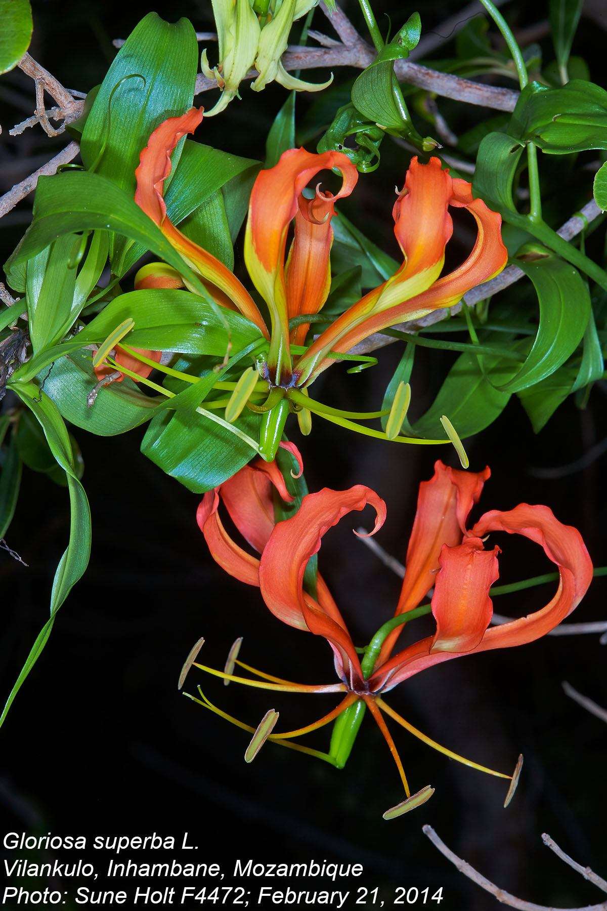 Image of flame lily