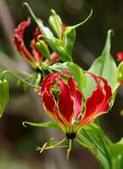 Image of flame lily