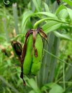 Image of flame lily