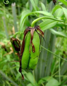 Image of flame lily