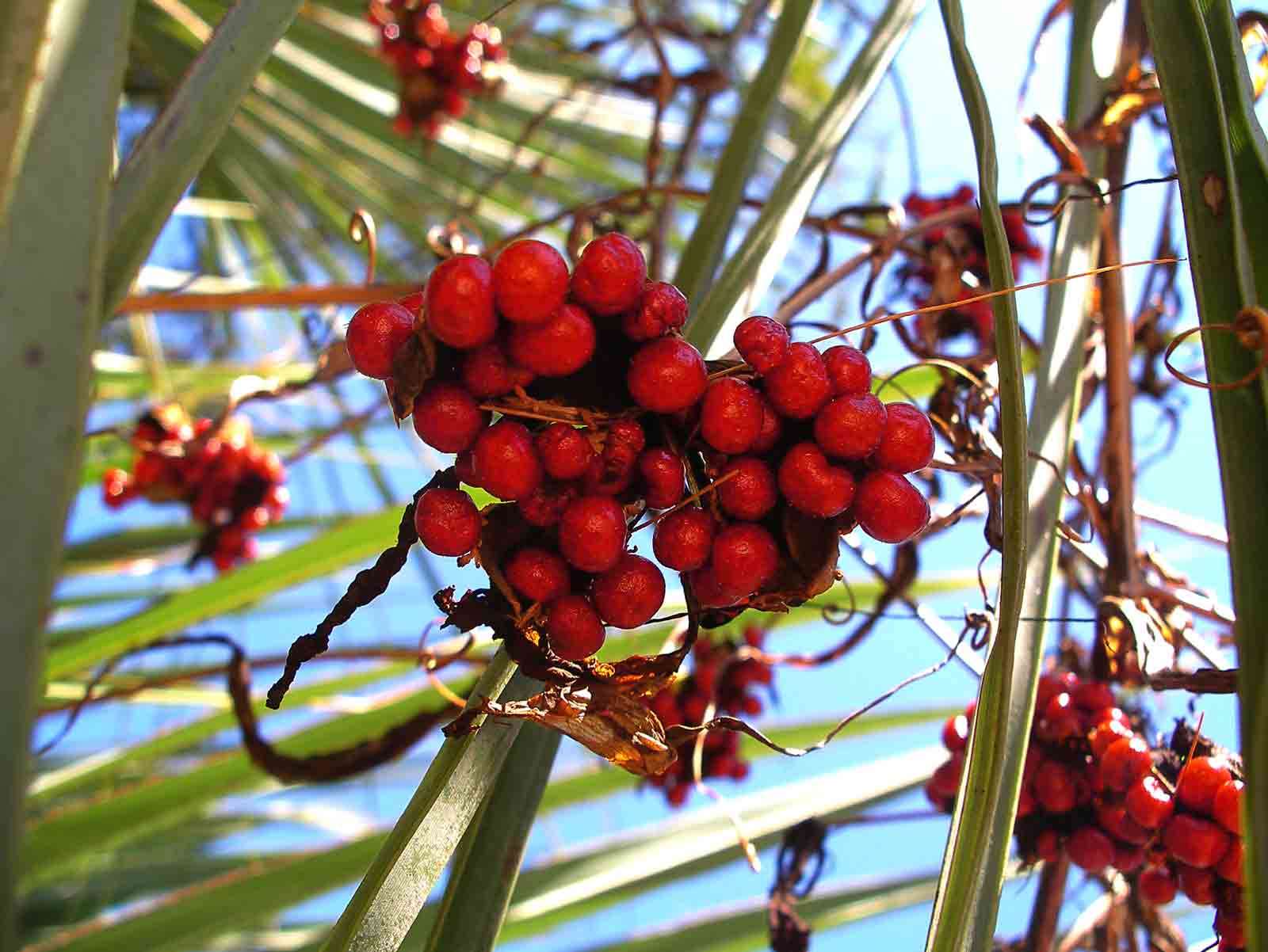 Image of flame lily