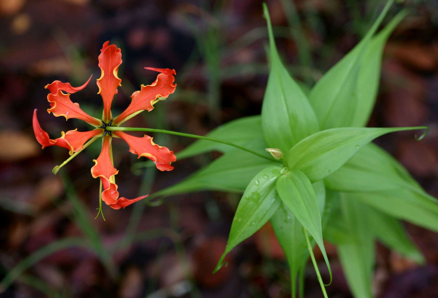 Image of flame lily