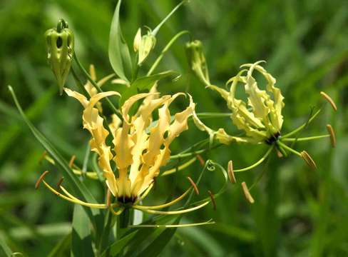 Image of flame lily