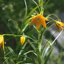 Image of Butter lily