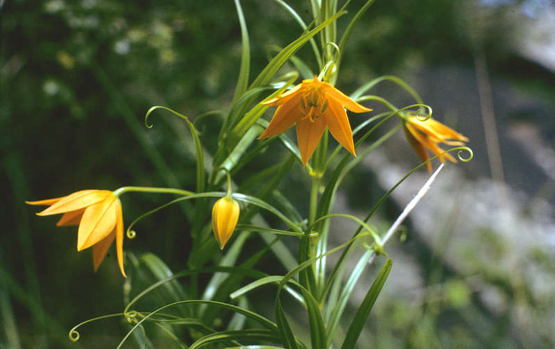 Image of Butter lily